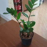 تکثیر گل زاموفیلیا|گل و گیاه طبیعی|شیروان (خراسان), |دیوار