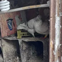 گم شده کفتر