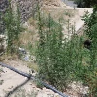 یک قطعه زمین 150 متری روستای نیاک|فروش زمین و ملک کلنگی|رینه, |دیوار