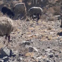 سگ گله هم غار|سگ|سلفچگان, |دیوار