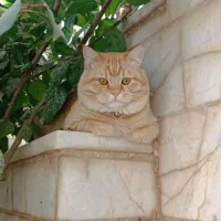واگذاری