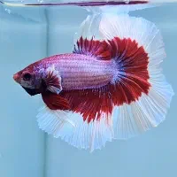 فایتر هافمون خیلی درشت|ماهی|اسلام‌شهر, شهرک مفیدی|دیوار