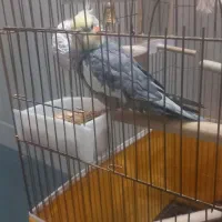 عروس نر سخن گو