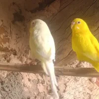 مرغ عشق چشم قرمز با جوجه