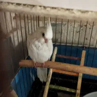 فروش شش عدد عروس هلندی طوطی ملنگو|پرنده|قدس, شهرقدس|دیوار