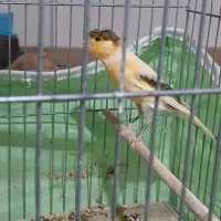 قناری|پرنده|مشکیندشت, |دیوار