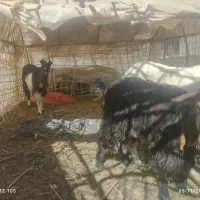 بز فروشی|حیوانات مزرعه|خاش, |دیوار