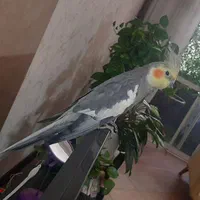 عروس هلندی نر دستی مست|پرنده|اصفهان, مهدی آباد|دیوار