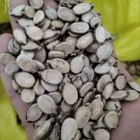 تخمه هندوانه|خوردنی و آشامیدنی|شیراز, سعدیه جنوبی|دیوار