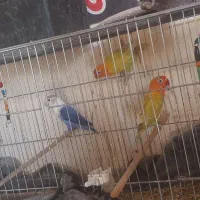 ۲جفت طوطی کوتوله مولد