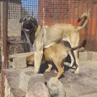 عراقی ماده 2عدد