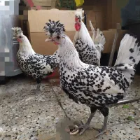مرغ و خروس اپنزلر (نژاد زینتی سوئیسی)