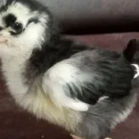 جوجه مرغ گلیین