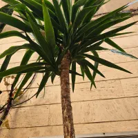 سانسوریا یوکا لیندا|گل و گیاه طبیعی|تهران, سلسبیل شمالی|دیوار