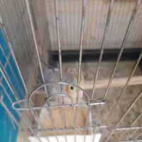 یک عدد عروس هلندی