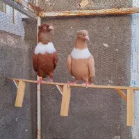 کلاغ سیاه و کلاغ زرد و کلاغ سرخ