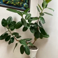 گل خانگی|گل و گیاه طبیعی|بوکان, |دیوار