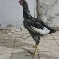 خروس لاری|حیوانات مزرعه|شیراز, آزادگان|دیوار