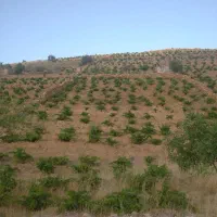 باغ انگور یاقوتی ۳۰۰۰ متری