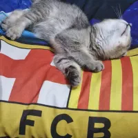 بریتیش اصیل شناسنامه دار بلک اند گلد ۳ماهه|گربه|تهران, شمشیری|دیوار