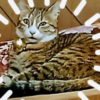 گربه‌گمشده