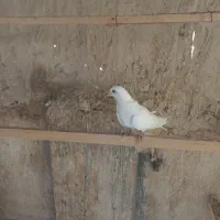 فروش کبوتر|پرنده|تهران, افسریه شمالی|دیوار