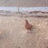 سرخ پرتغالی|پرنده|تاکستان, |دیوار