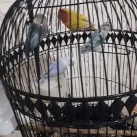 جفت گرینچیک و کوتوله|پرنده|مشهد, مهدی آباد (بلوار توس)|دیوار