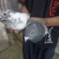 یک جفت گوک نر آلمانی