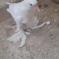 کفتر نقش هما وبادکنکی|پرنده|یزد, |دیوار