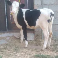 گاو شیری شکم دوم با گوساله سمینتال
