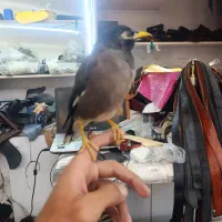 مرغ مینا|پرنده|پاکدشت, پاکدشت (مامازند)|دیوار