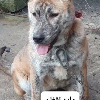 سگ ماده افغان پیام جوابگو نیستم لطفا تماس بگیرید