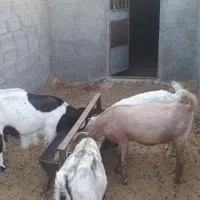 بز دورگ|حیوانات مزرعه|فردوس (خراسان), |دیوار