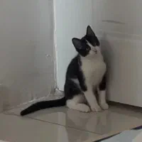 واگذاری گربه نژاد میکس