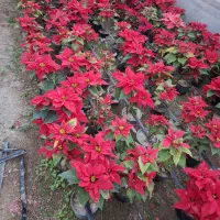 خدمات کشاورزی و باغبانی در منزل