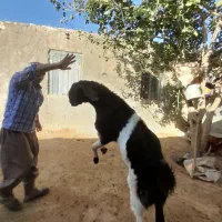 نر بز پاکستانی۲ساله چند قلوزا|حیوانات مزرعه|شیروان (خراسان), |دیوار