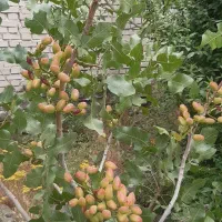 باغ به مساحت ۱۴۰۰ متر