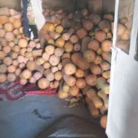 کدو حلوایی درجه یک|خوردنی و آشامیدنی|شاهین دژ, |دیوار