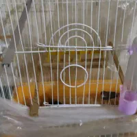 قفس و یک جفت فنج