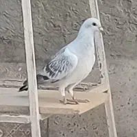 کبوتر گمشده
