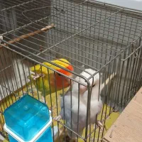 طوطی برزیلی مولد|پرنده|ملارد, |دیوار