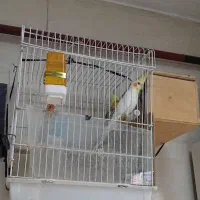 عروس هلندی نرو ماده