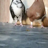 کبوتر دم سفید وشهری|پرنده|برازجان, |دیوار