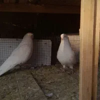 فروش۳کبوتر تهرونی چشم نوک سفید و سفید پر|پرنده|شهرکرد, |دیوار