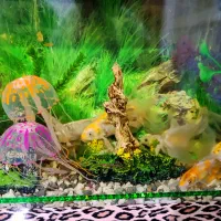 اکواریوم با ماهی ها گل فیش ،کویل تمام لوازم هایش|ماهی|ساوه, |دیوار