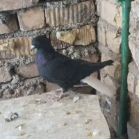 دوتا دم سفید ماده|پرنده|شیراز, داریون|دیوار