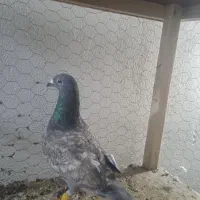 قره طاوسی|پرنده|مه ولات, |دیوار