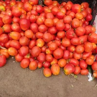 گوجه قیمت خرید