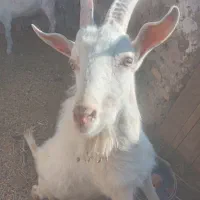 بزغاله‌نر‌سانن‌اصل قیمت فقط ۱۰میلیون